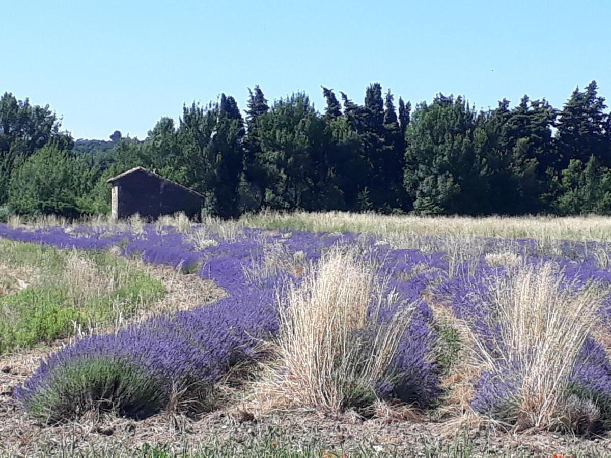 Chamaret La Petite Maison Dans Les Vignes מראה חיצוני תמונה